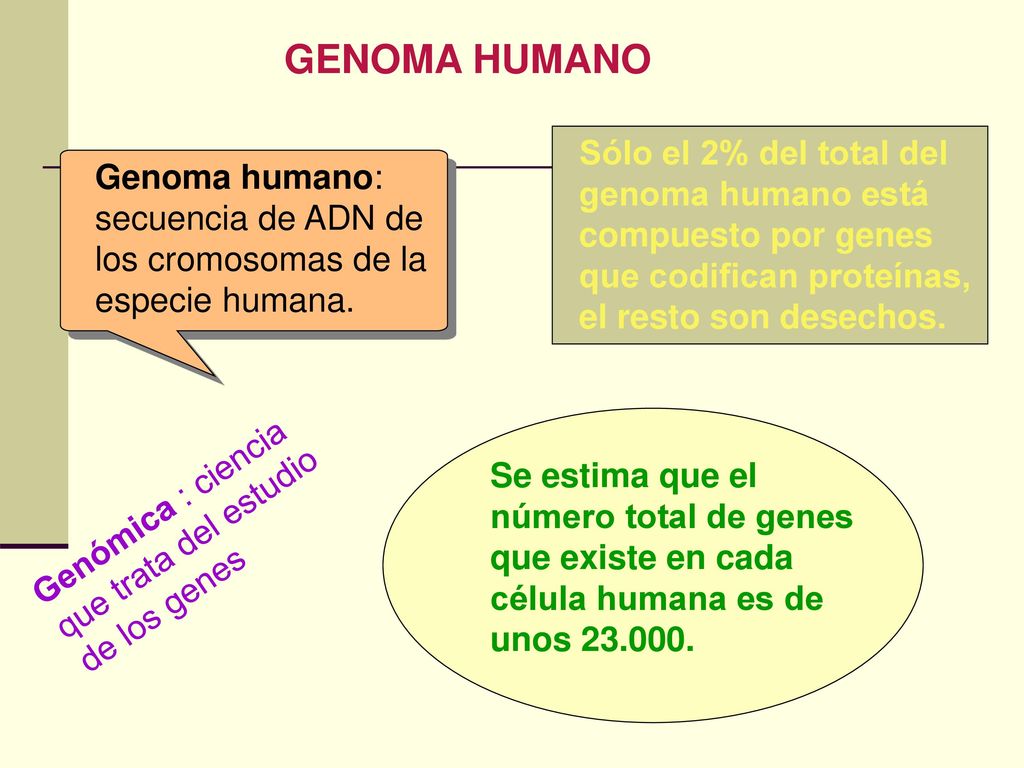 GENOMA HUMANO Sólo el 2% del total del genoma humano está compuesto por genes que codifican proteínas, el resto son desechos.