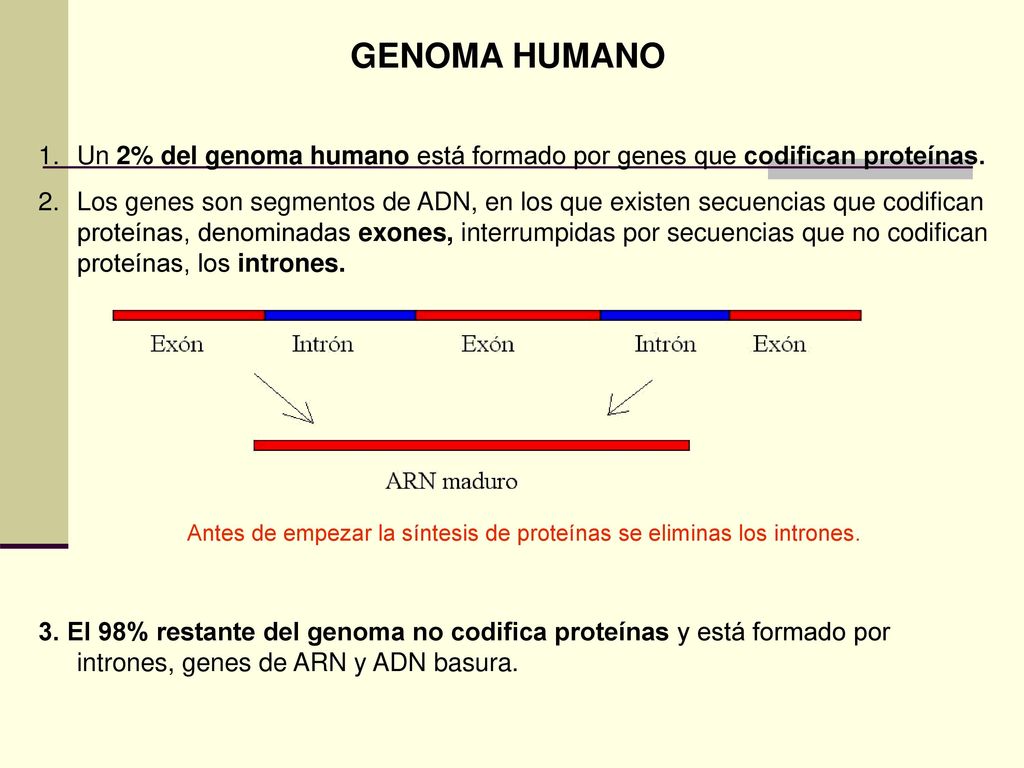 Antes de empezar la síntesis de proteínas se eliminas los intrones.