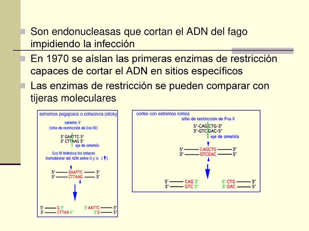Son endonucleasas que cortan el ADN del fago impidiendo la infección