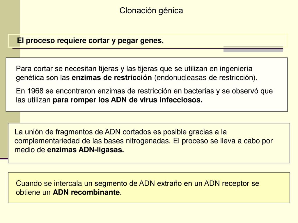 Clonación génica El proceso requiere cortar y pegar genes.