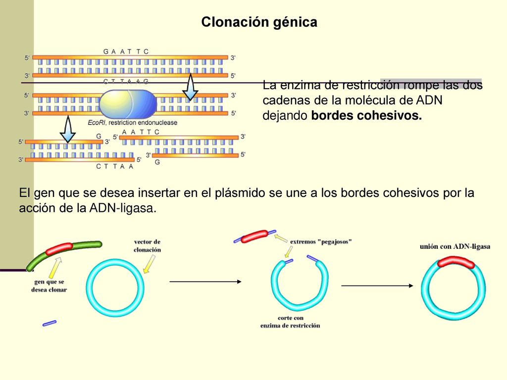 Clonación génica La enzima de restricción rompe las dos cadenas de la molécula de ADN dejando bordes cohesivos.