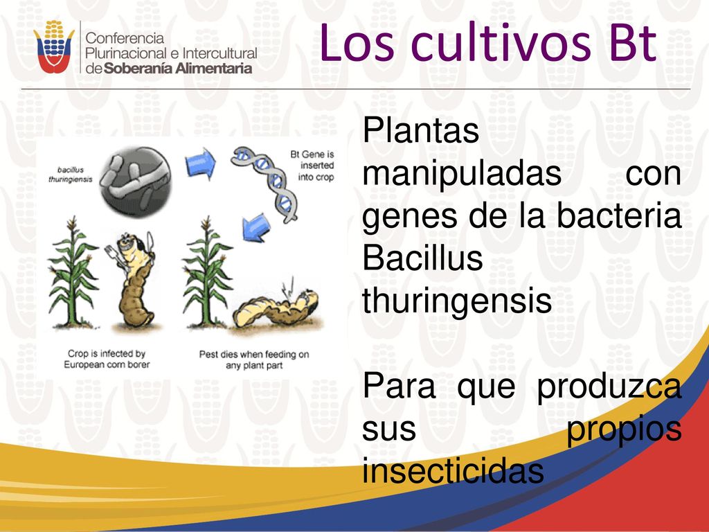Los cultivos Bt Plantas manipuladas con genes de la bacteria Bacillus thuringensis.
