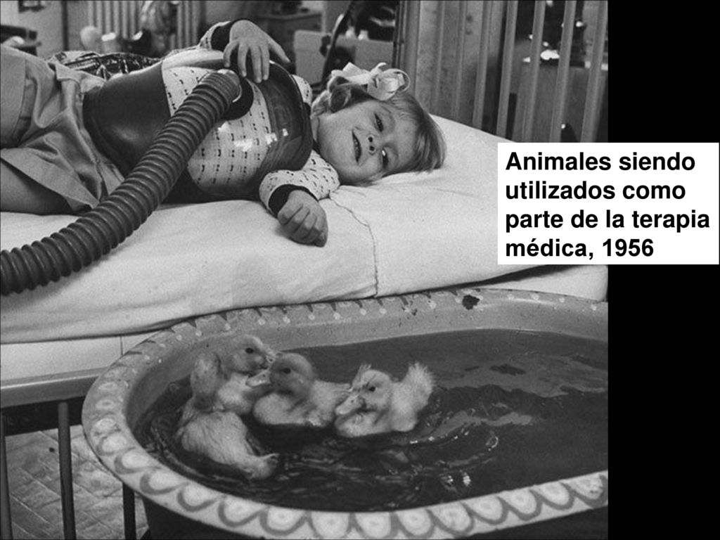 Animales siendo utilizados como parte de la terapia médica, 1956