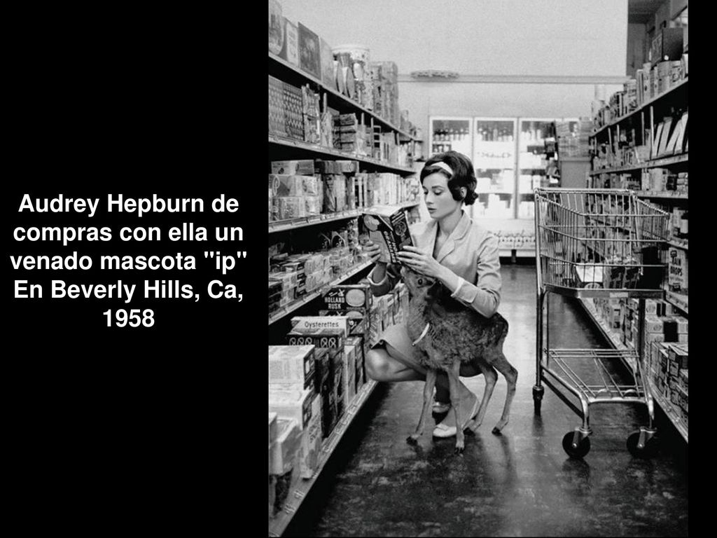 Audrey Hepburn de compras con ella un venado mascota ip En Beverly Hills, Ca, 1958