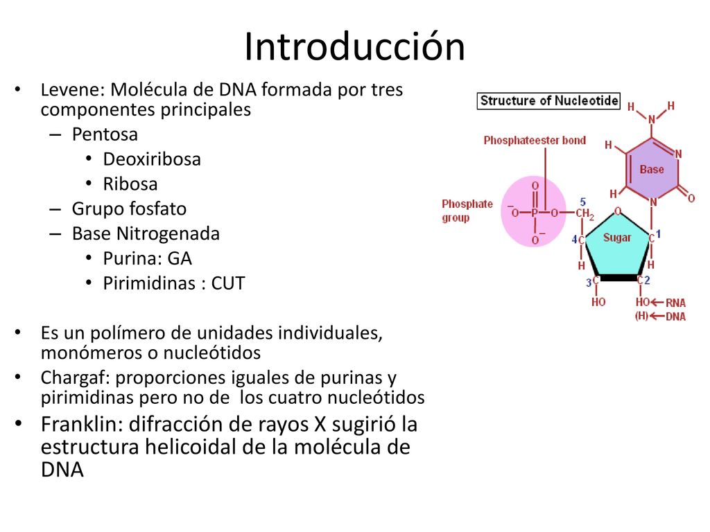 Introducción Levene: Molécula de DNA formada por tres componentes principales. Pentosa. Deoxiribosa.