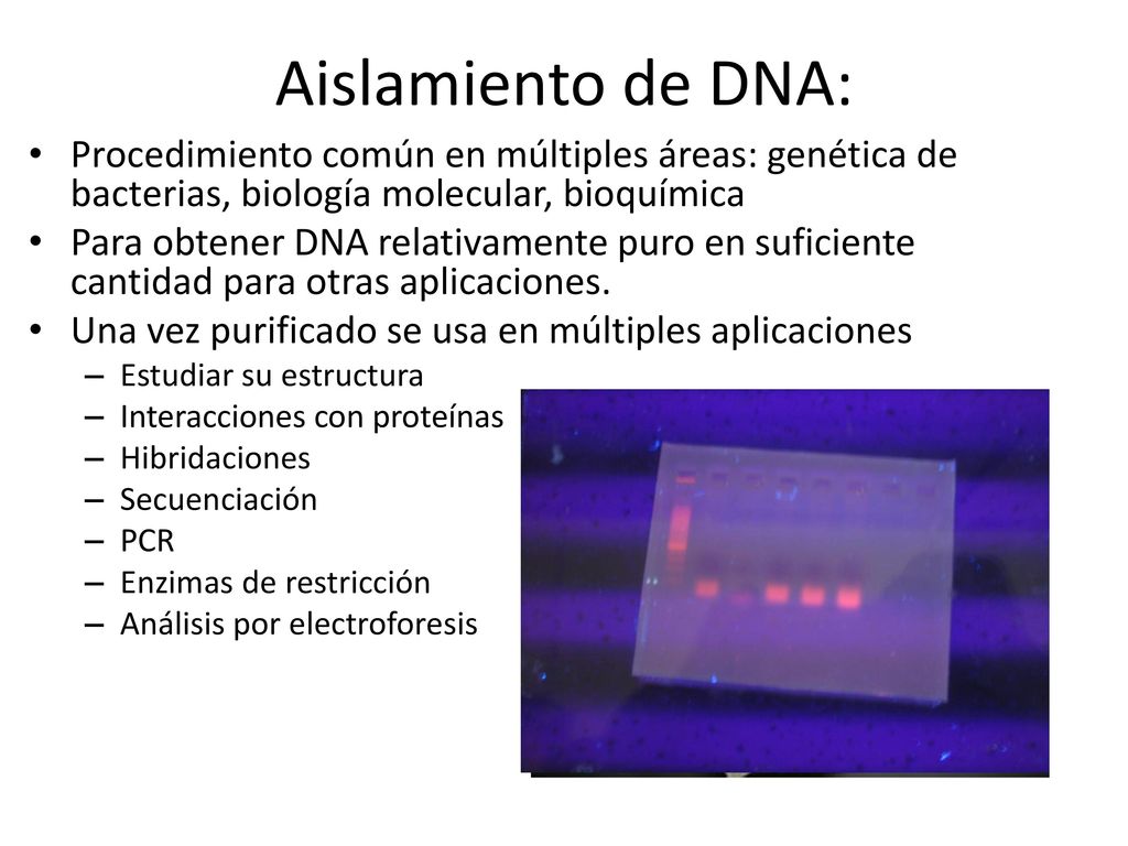 Aislamiento de DNA: Procedimiento común en múltiples áreas: genética de bacterias, biología molecular, bioquímica.