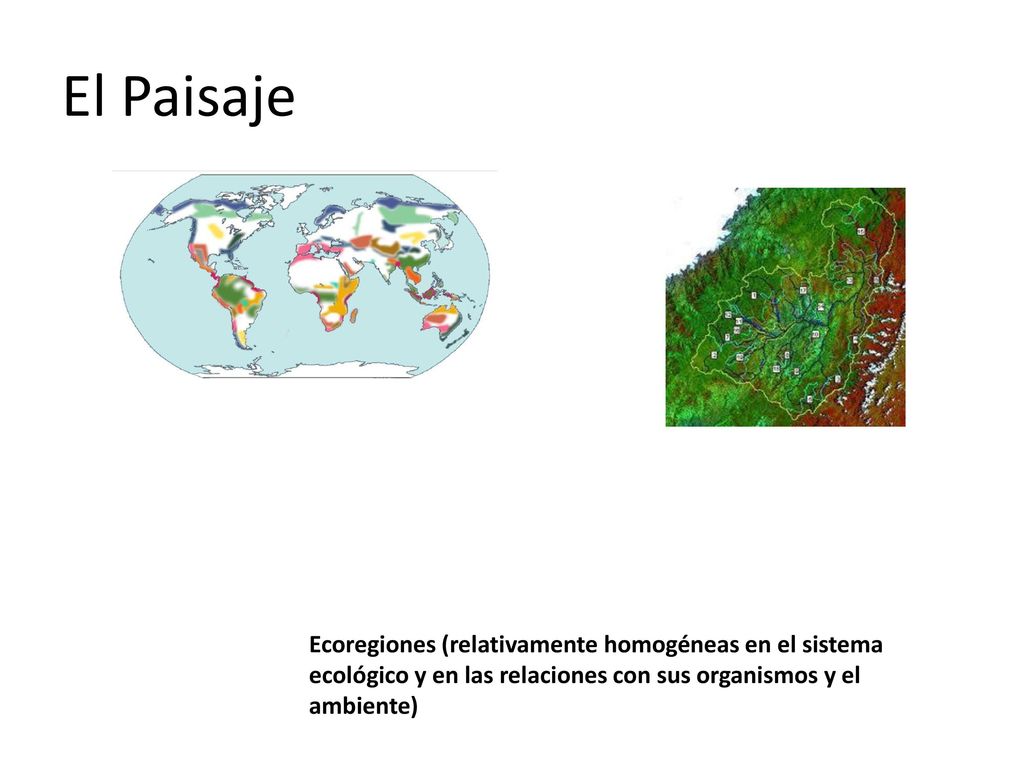 El Paisaje Ecoregiones (relativamente homogéneas en el sistema ecológico y en las relaciones con sus organismos y el ambiente)