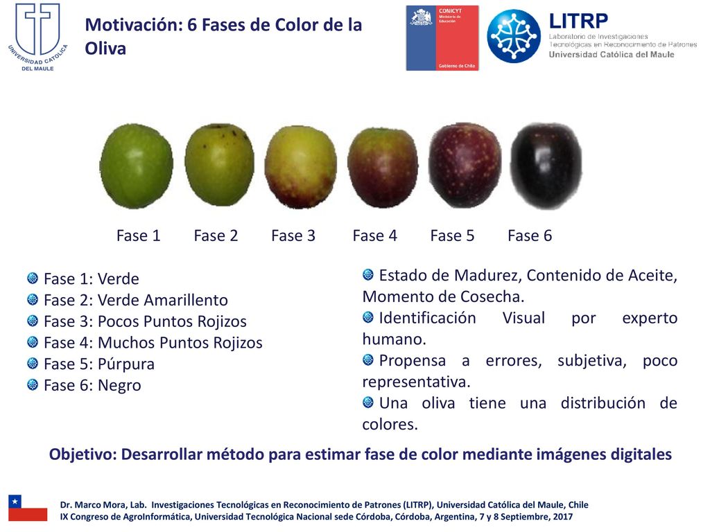Motivación: 6 Fases de Color de la Oliva