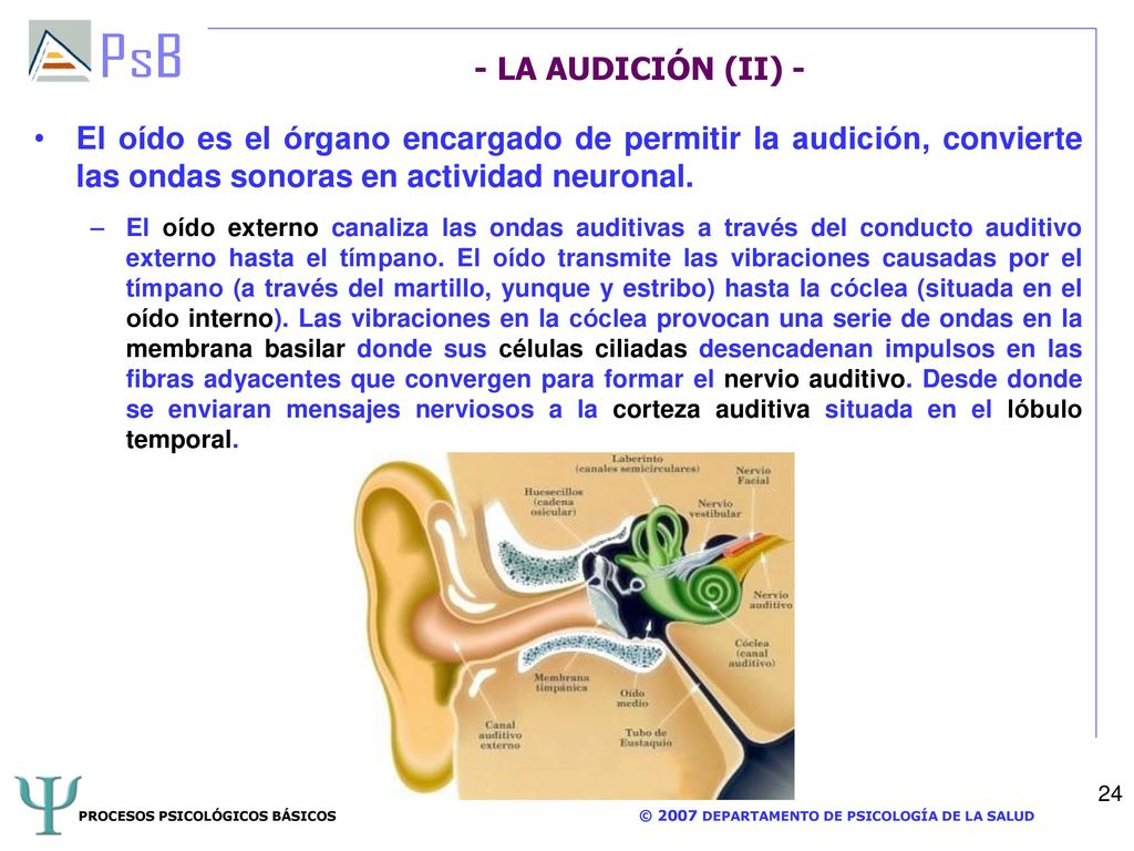 - LA AUDICIÓN (II) - El oído es el órgano encargado de permitir la audición, convierte las ondas sonoras en actividad neuronal.