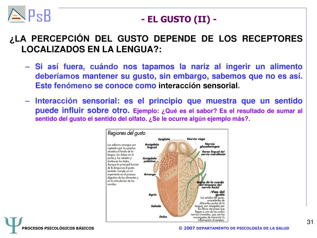 - EL GUSTO (II) - ¿LA PERCEPCIÓN DEL GUSTO DEPENDE DE LOS RECEPTORES LOCALIZADOS EN LA LENGUA :