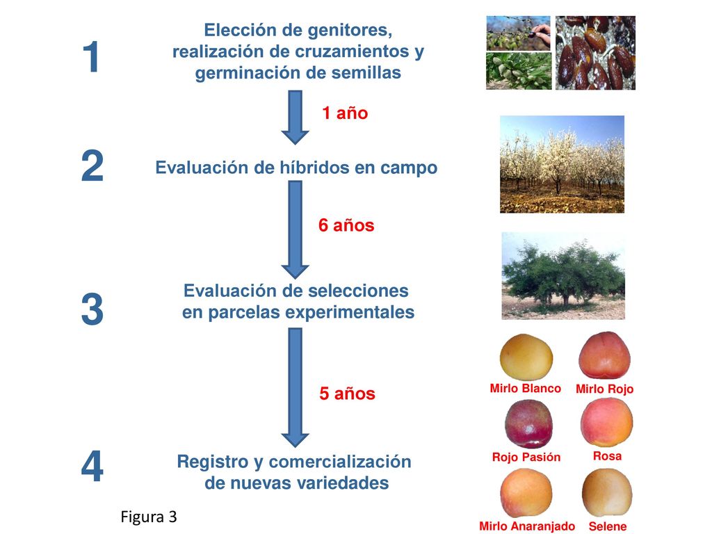 2 Elección de genitores, realización de cruzamientos y germinación de semillas. Registro y comercialización.