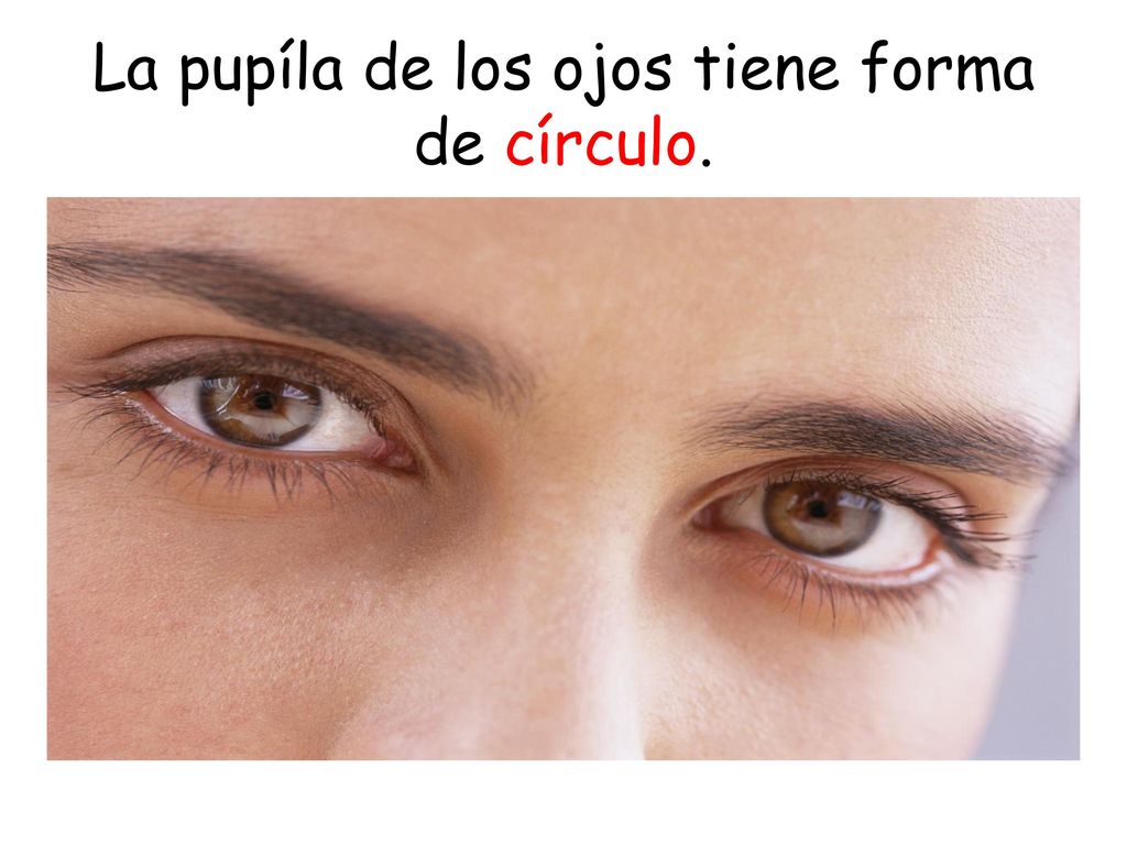 La pupíla de los ojos tiene forma de círculo.