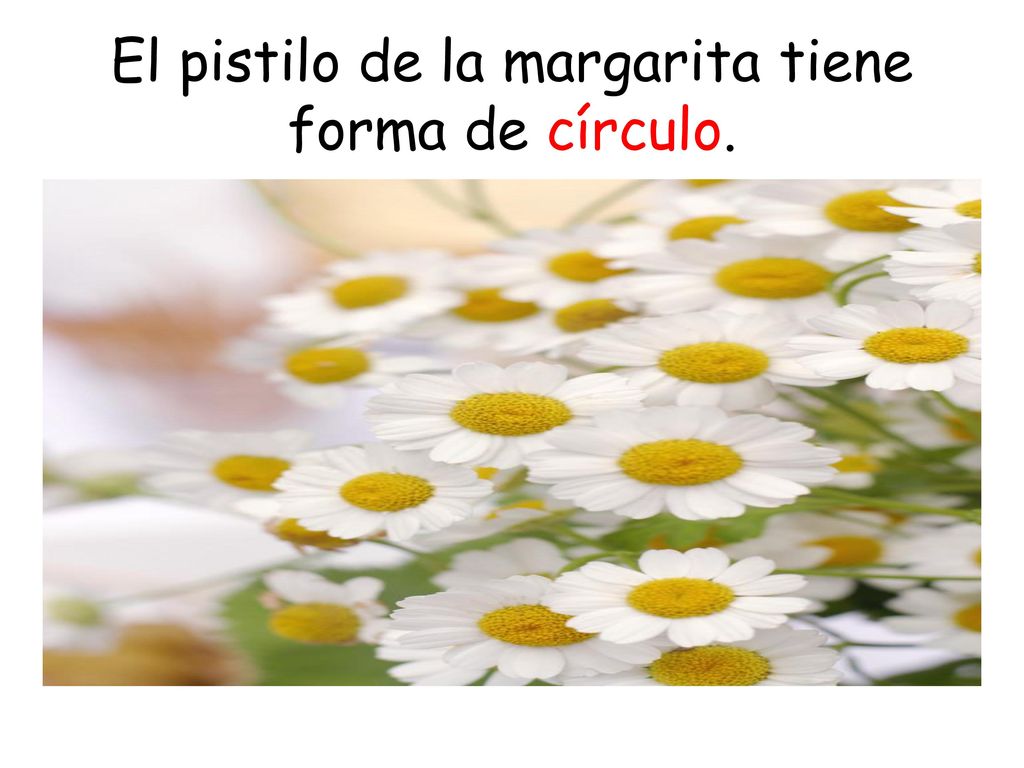 El pistilo de la margarita tiene forma de círculo.