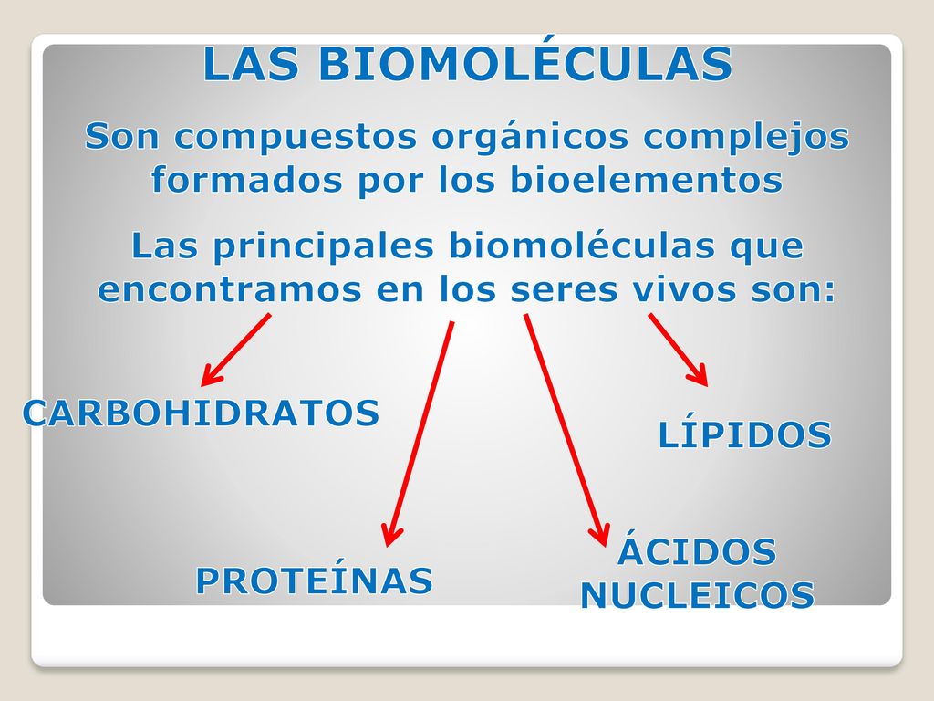 LAS BIOMOLÉCULAS Son compuestos orgánicos complejos formados por los bioelementos.