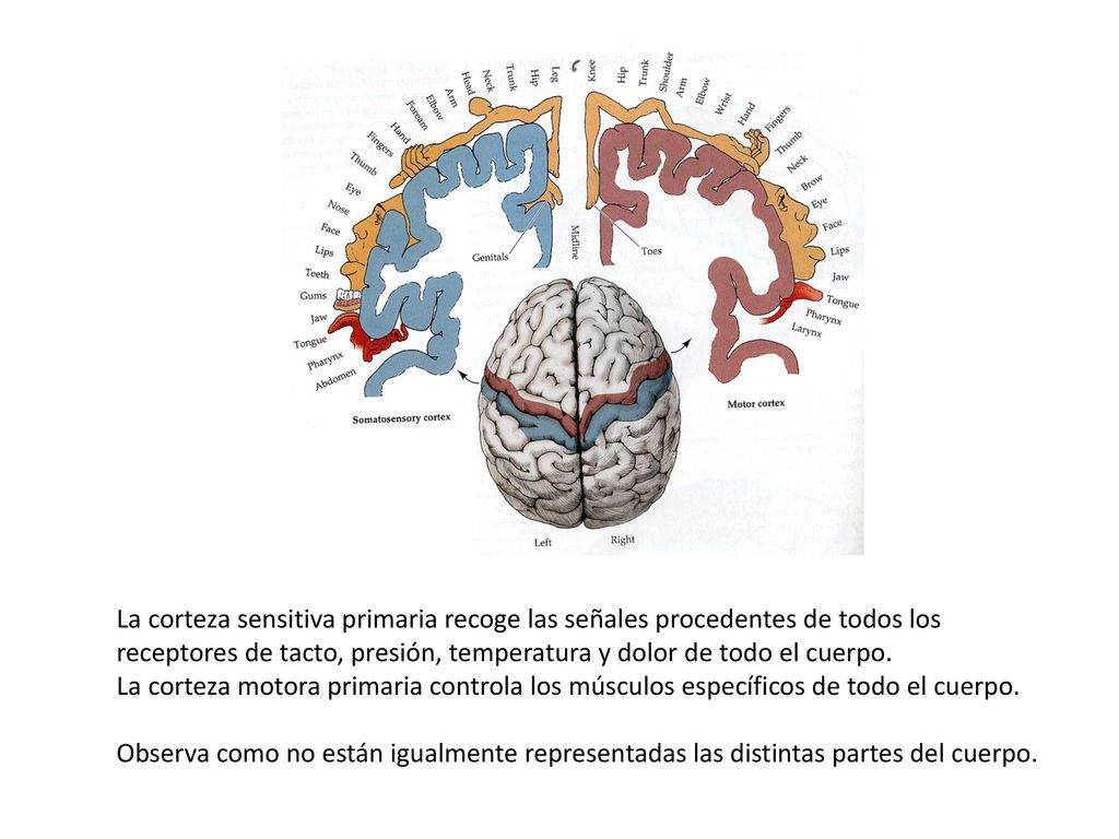 La corteza sensitiva primaria recoge las señales procedentes de todos los