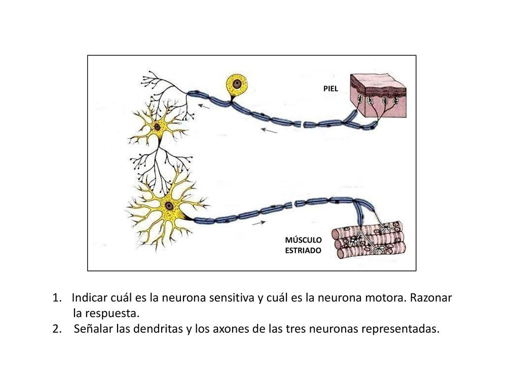 PIEL MÚSCULO. ESTRIADO. Indicar cuál es la neurona sensitiva y cuál es la neurona motora. Razonar.