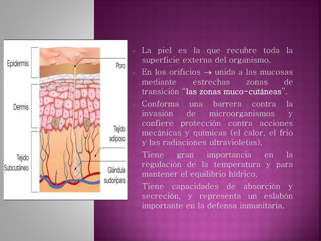 La piel es la que recubre toda la superficie externa del organismo.