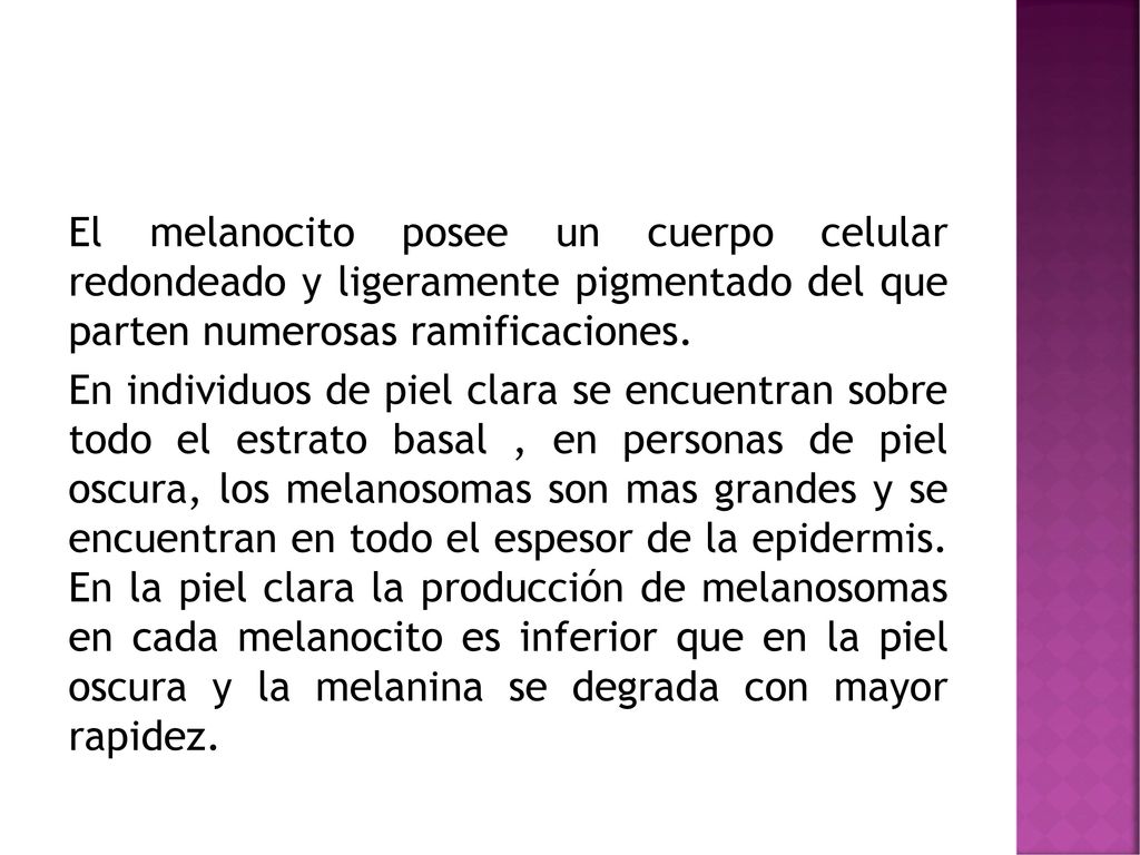 El melanocito posee un cuerpo celular redondeado y ligeramente pigmentado del que parten numerosas ramificaciones.