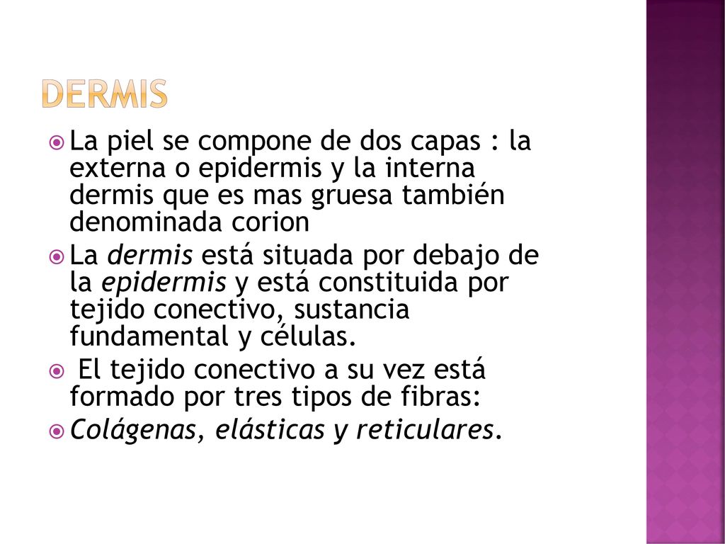 dermis La piel se compone de dos capas : la externa o epidermis y la interna dermis que es mas gruesa también denominada corion.