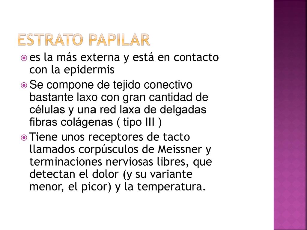 Estrato papilar es la más externa y está en contacto con la epidermis