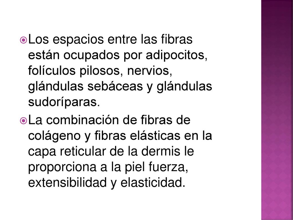 Los espacios entre las fibras están ocupados por adipocitos, folículos pilosos, nervios, glándulas sebáceas y glándulas sudoríparas.