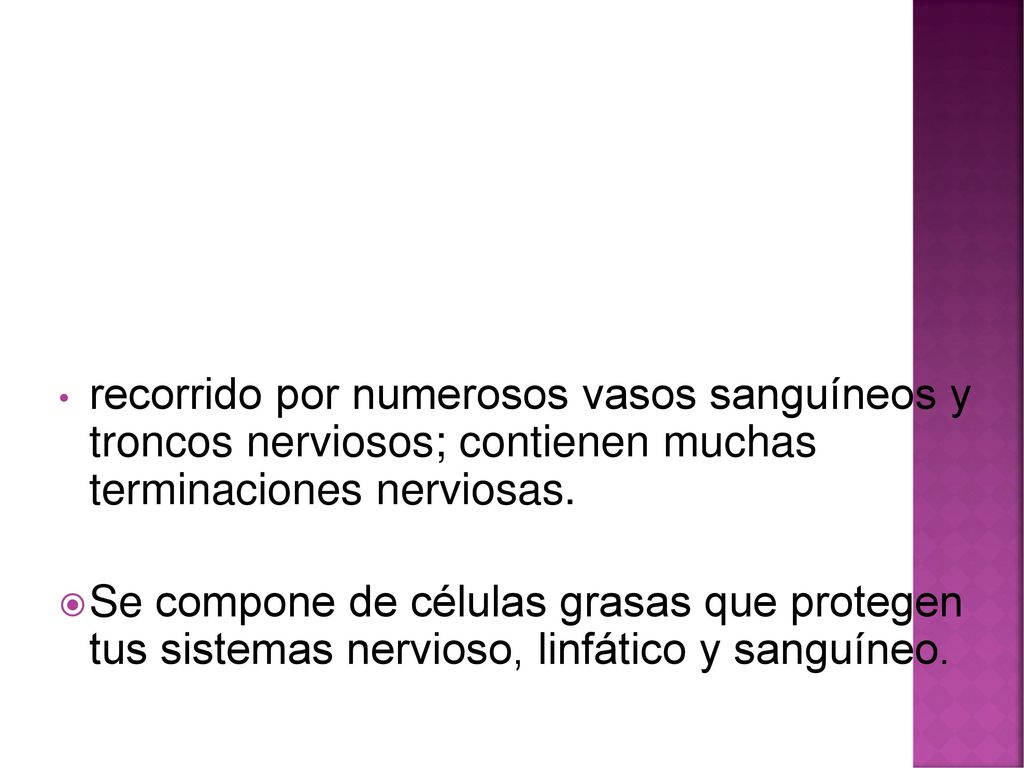 recorrido por numerosos vasos sanguíneos y troncos nerviosos; contienen muchas terminaciones nerviosas.
