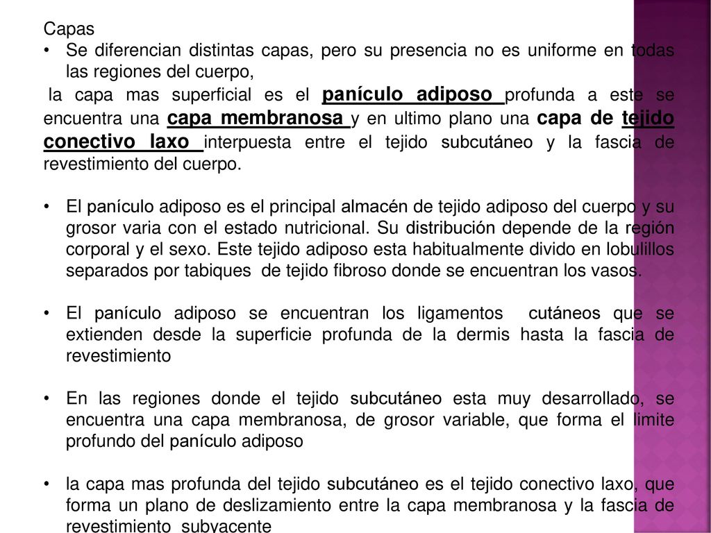 Capas Se diferencian distintas capas, pero su presencia no es uniforme en todas las regiones del cuerpo,