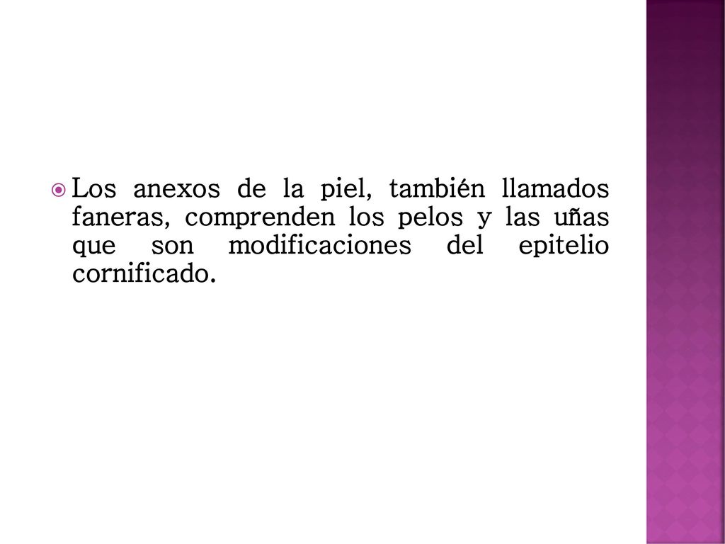 Los anexos de la piel, también llamados faneras, comprenden los pelos y las uñas que son modificaciones del epitelio cornificado.
