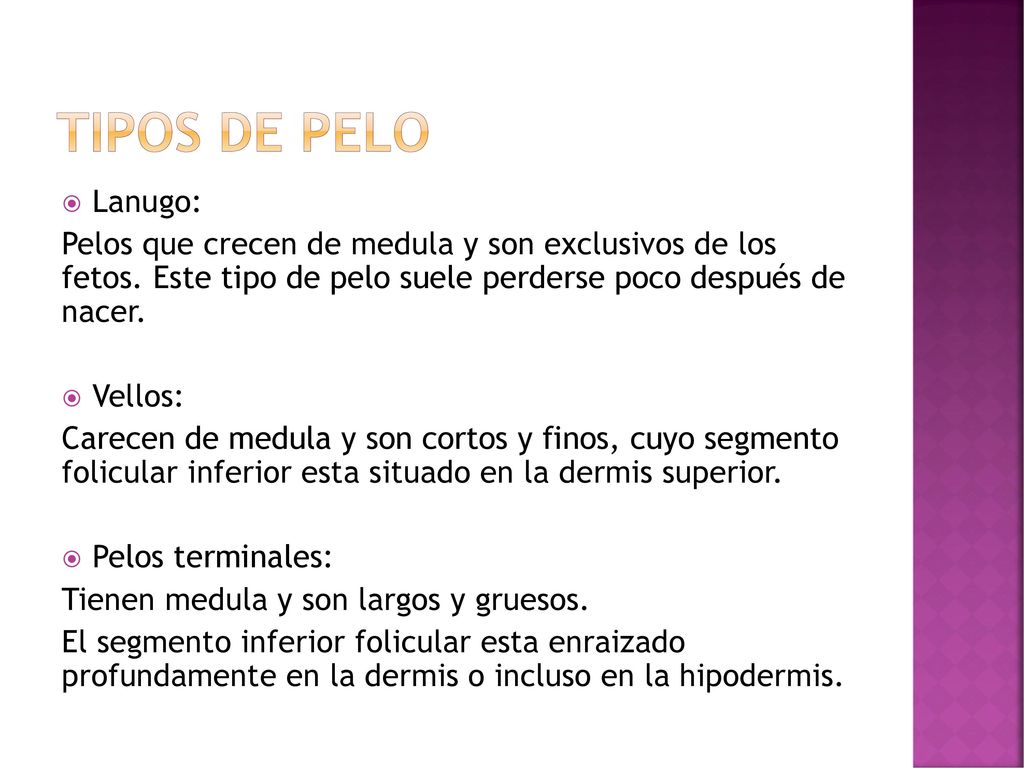 TIPOS DE PELO Lanugo: Pelos que crecen de medula y son exclusivos de los fetos. Este tipo de pelo suele perderse poco después de nacer.