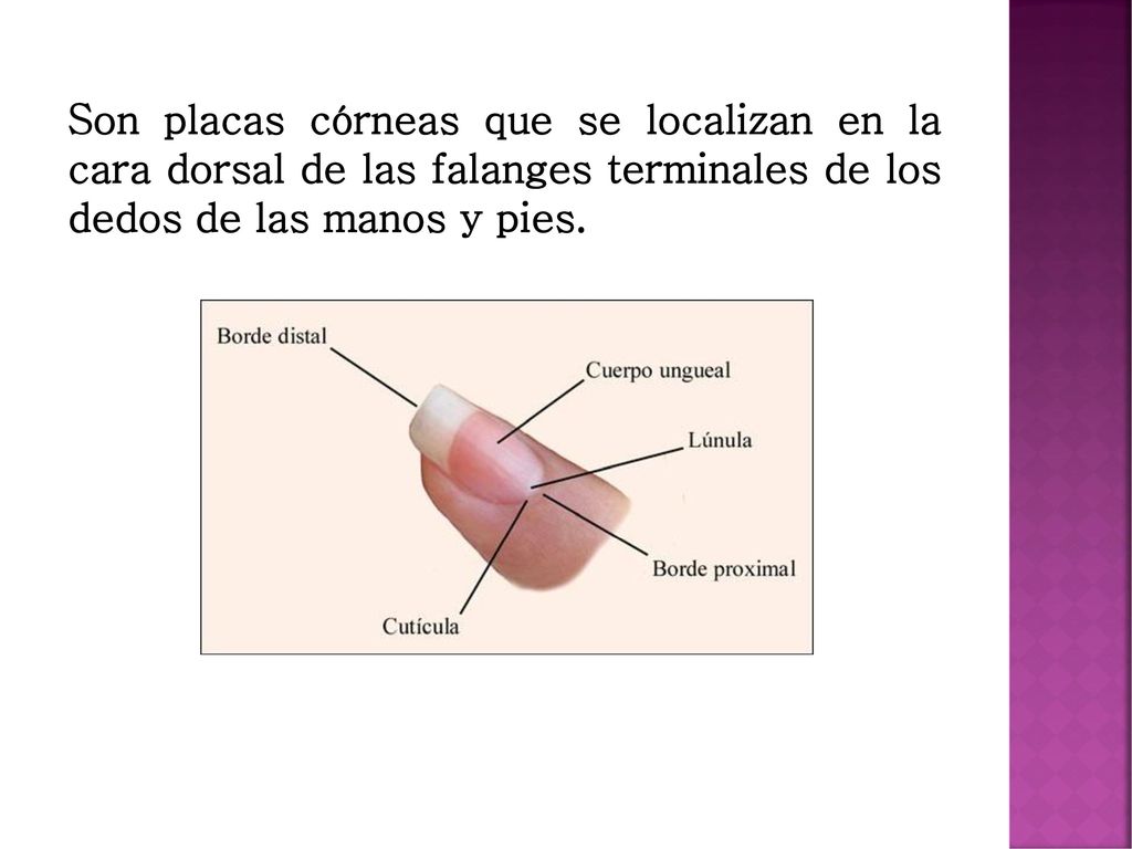 Son placas córneas que se localizan en la cara dorsal de las falanges terminales de los dedos de las manos y pies.