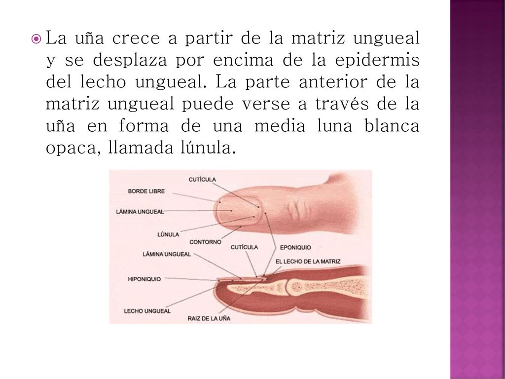 La uña crece a partir de la matriz ungueal y se desplaza por encima de la epidermis del lecho ungueal.