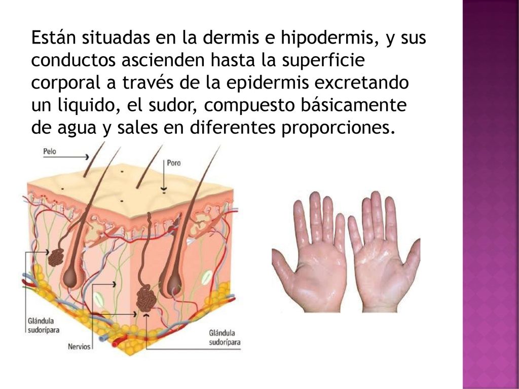 Están situadas en la dermis e hipodermis, y sus conductos ascienden hasta la superficie corporal a través de la epidermis excretando un liquido, el sudor, compuesto básicamente de agua y sales en diferentes proporciones.