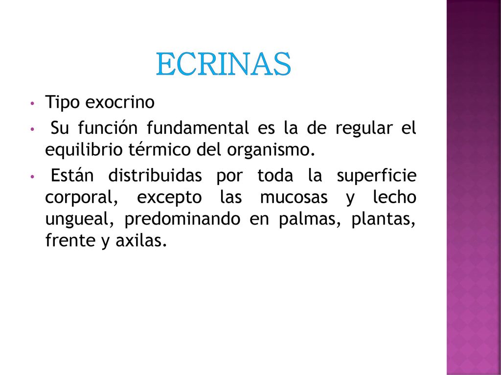 ecrinas Tipo exocrino. Su función fundamental es la de regular el equilibrio térmico del organismo.