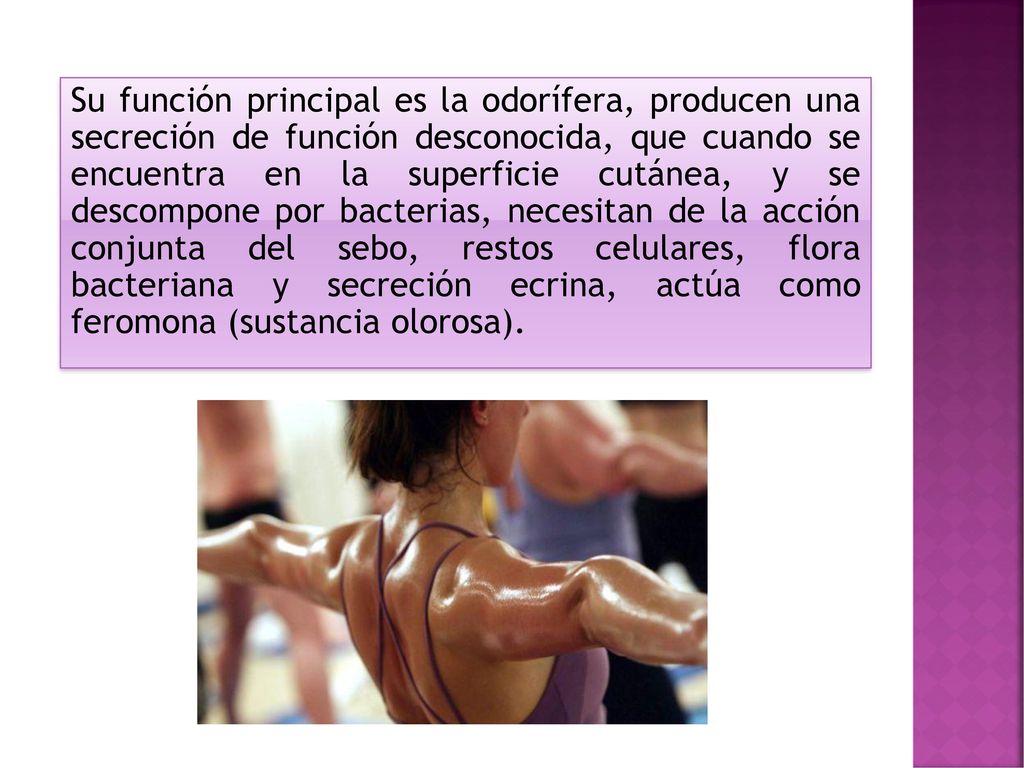 Su función principal es la odorífera, producen una secreción de función desconocida, que cuando se encuentra en la superficie cutánea, y se descompone por bacterias, necesitan de la acción conjunta del sebo, restos celulares, flora bacteriana y secreción ecrina, actúa como feromona (sustancia olorosa).