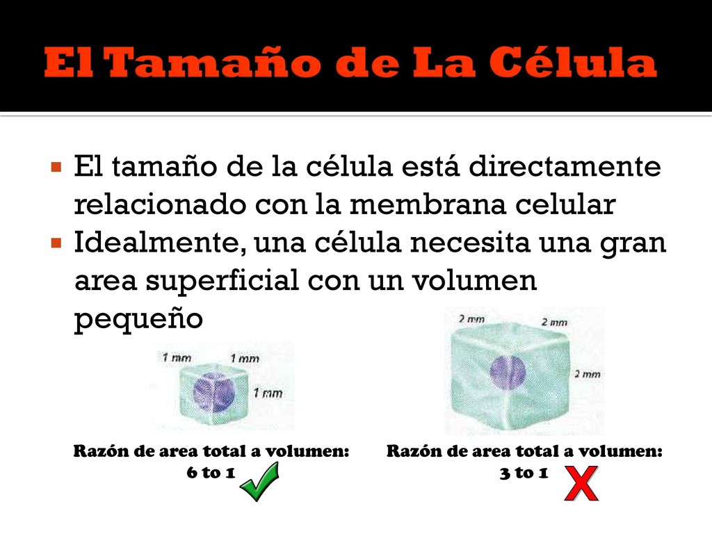 El Tamaño de La Célula El tamaño de la célula está directamente relacionado con la membrana celular.