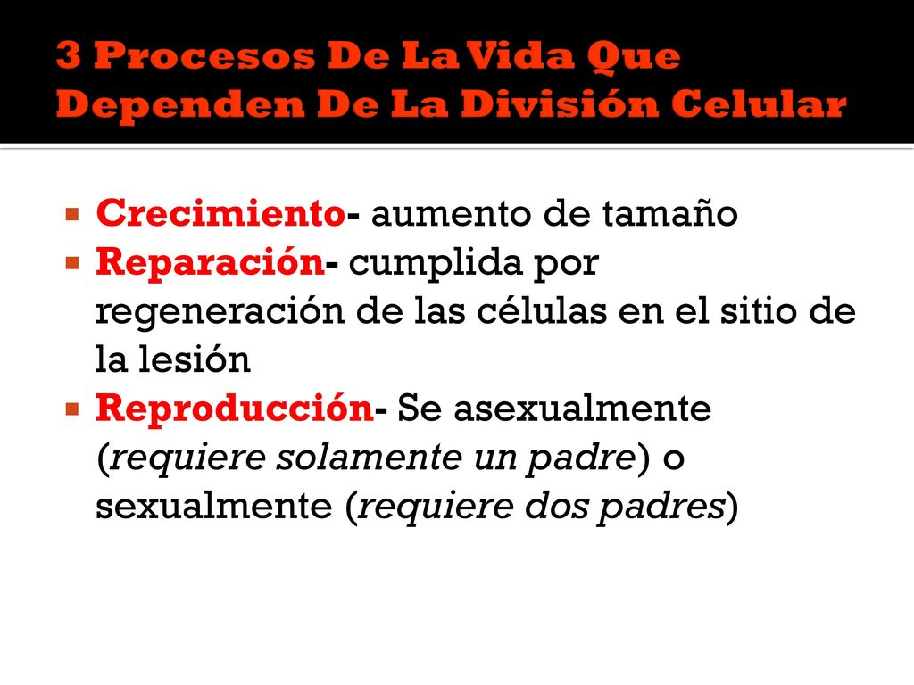3 Procesos De La Vida Que Dependen De La División Celular
