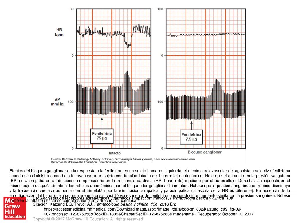 Efectos del bloqueo ganglionar en la respuesta a la fenilefrina en un sujeto humano. Izquierda: el efecto cardiovascular del agonista a selectivo fenilefrina cuando se administra como bolo intravenoso a un sujeto con función intacta del barorreflejo autonómico. Note que el aumento en la presión sanguínea (BP) se acompaña de un descenso compensatorio en la frecuencia cardiaca (HR, heart rate) mediado por el barorreflejo. Derecha: la respuesta en el mismo sujeto después de abolir los reflejos autonómicos con el bloqueador ganglionar trimetafán. Nótese que la presión sanguínea en reposo disminuye y la frecuencia cardiaca aumenta con el trimetafán por la eliminación simpática y parasimpática (la escala de la HR es diferente). En ausencia de la amortiguación del barorreflejo se requiere una dosis casi 10 veces menor de fenilefrina para producir un aumento similar en la presión sanguínea. Nótese también la falta de descenso compensatorio en la frecuencia cardiaca.