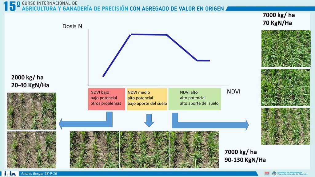 7000 kg/ ha 70 KgN/Ha Dosis N 2000 kg/ ha KgN/Ha NDVI