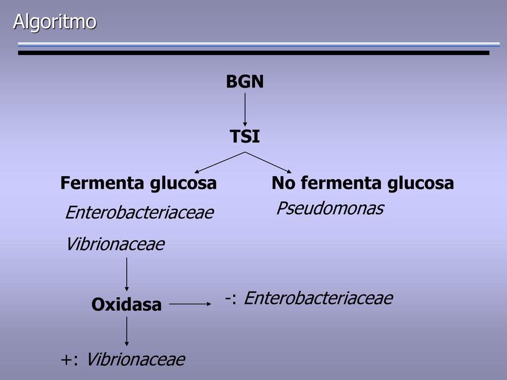 Algoritmo BGN TSI Fermenta glucosa No fermenta glucosa Pseudomonas