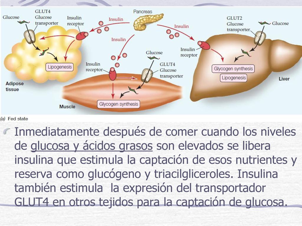 Inmediatamente después de comer cuando los niveles de glucosa y ácidos grasos son elevados se libera insulina que estimula la captación de esos nutrientes y reserva como glucógeno y triacilgliceroles.
