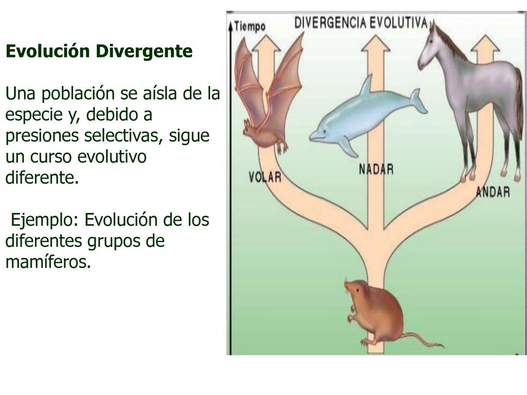 Evolución Divergente Una población se aísla de la especie y, debido a presiones selectivas, sigue un curso evolutivo diferente.