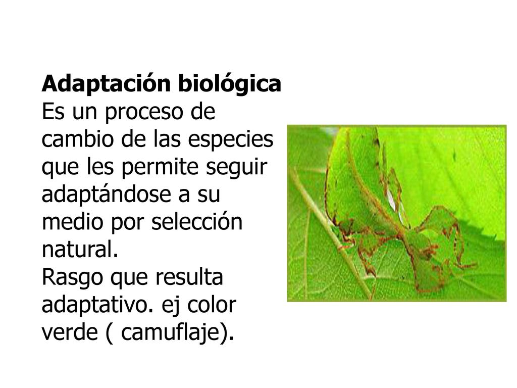Adaptación biológica Es un proceso de cambio de las especies que les permite seguir adaptándose a su medio por selección natural.