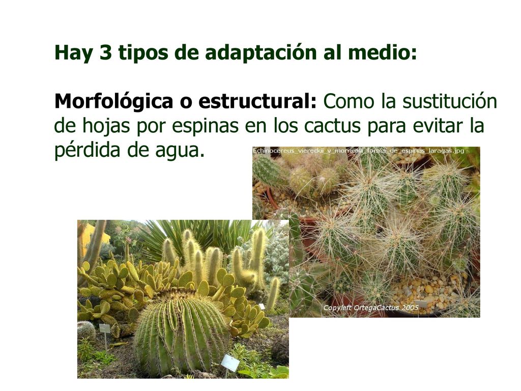 Hay 3 tipos de adaptación al medio: