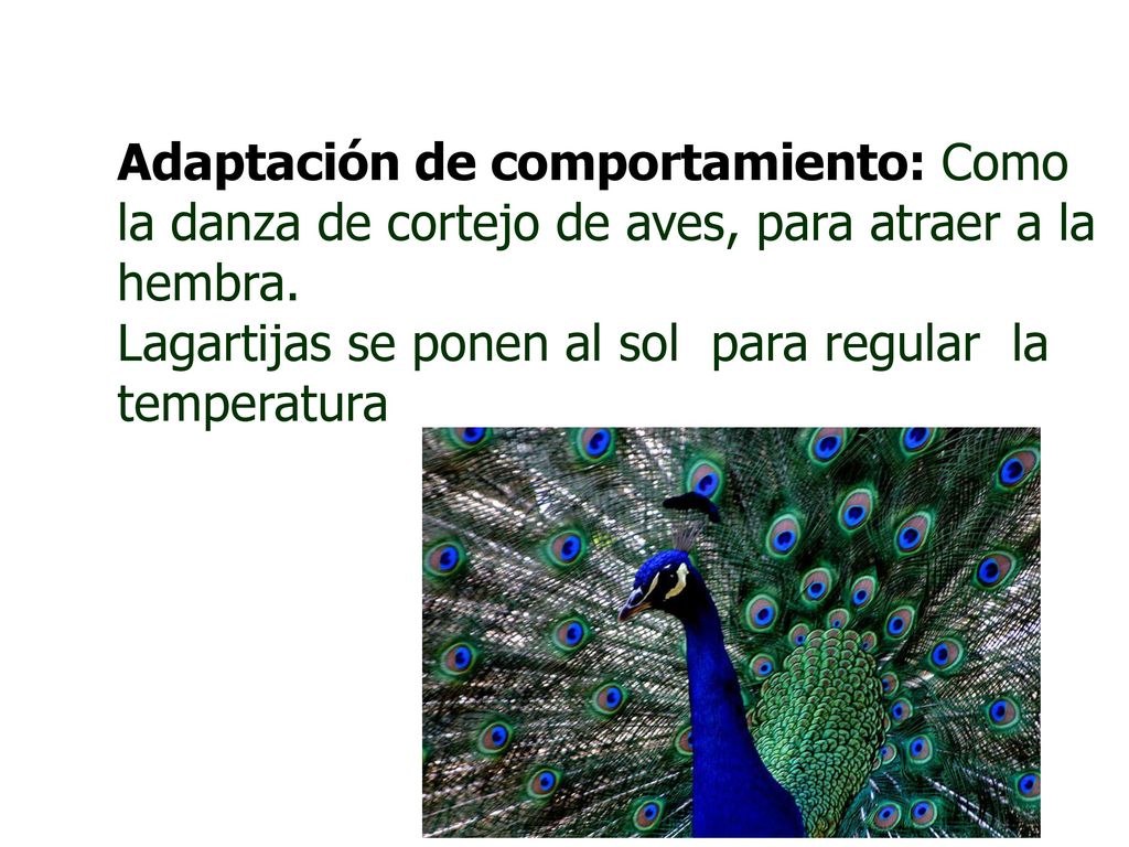 Adaptación de comportamiento: Como la danza de cortejo de aves, para atraer a la hembra.