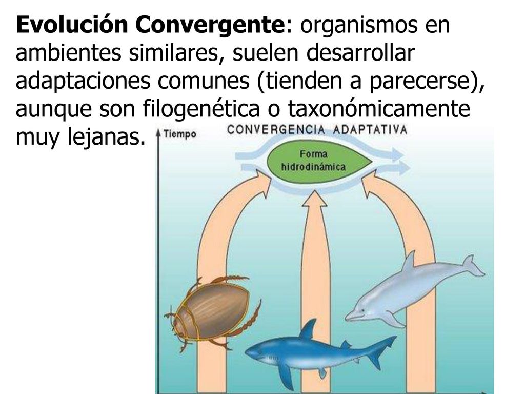 Evolución Convergente: organismos en ambientes similares, suelen desarrollar adaptaciones comunes (tienden a parecerse), aunque son filogenética o taxonómicamente muy lejanas.