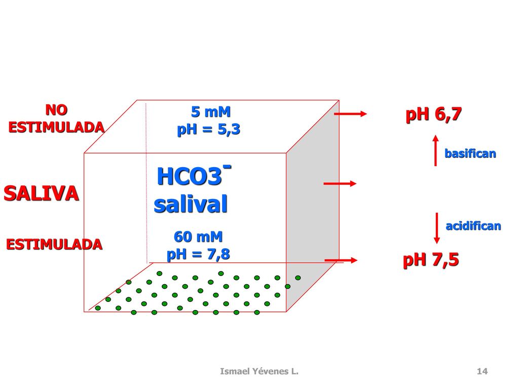 HCO3- salival SALIVA pH 6,7 pH 7,5 NO 5 mM ESTIMULADA pH = 5,3 60 mM