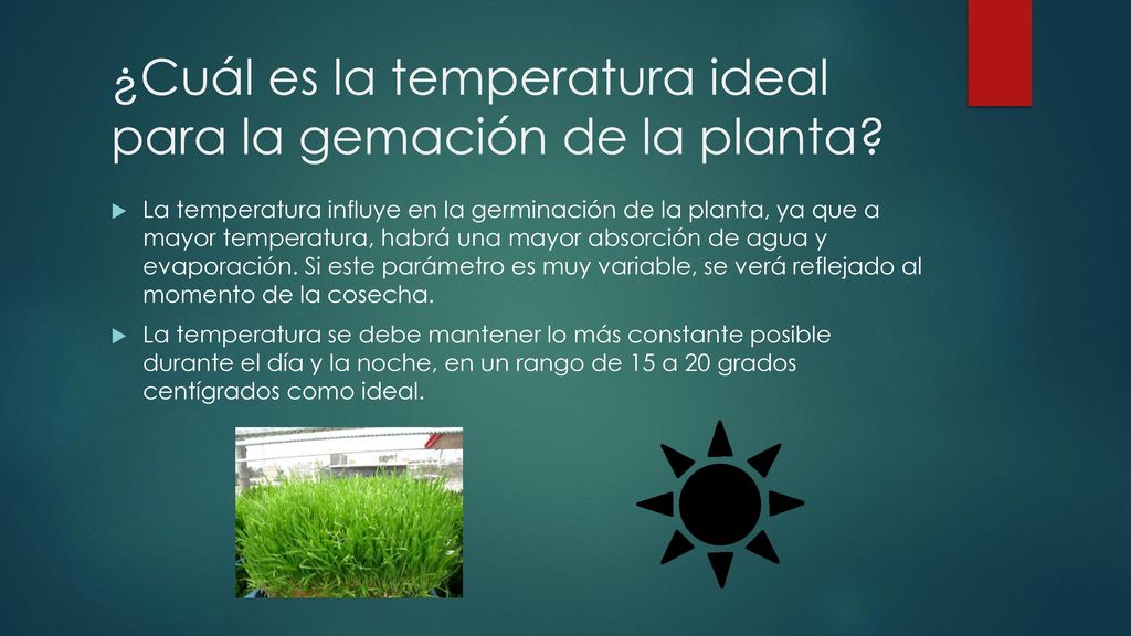 ¿Cuál es la temperatura ideal para la gemación de la planta