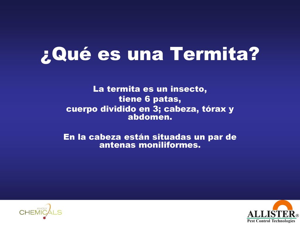 ¿Qué es una Termita La termita es un insecto, tiene 6 patas,