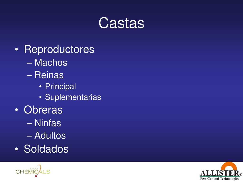 Castas Reproductores Obreras Soldados Machos Reinas Ninfas Adultos
