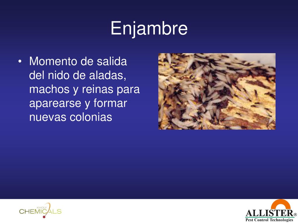 Enjambre Momento de salida del nido de aladas, machos y reinas para aparearse y formar nuevas colonias.